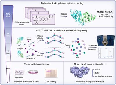 Discovery of METTL3 Small Molecule Inhibitors by Virtual Screening of Natural Products